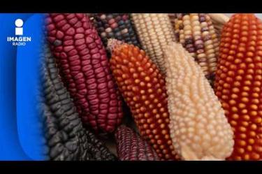 Importaciones de maíz crecieron 8.1 por ciento en México al pasar de 15.82 a 17.11 millones de toneladas para concentrar la mayor parte del incremento agroalimentario.
Juan Carlos Anaya, director del Grupo Consultor de Mercados Agrícolas (GCMA), en entrevista con David Páramo, detalla el balance de compras al exterior en el sector de granos básicos. El especialista explica los factores que impulsan la dependencia alimentaria nacional y analiza el comportamiento en el volumen comercializado de maíz en el mercado mexicano.
00:00 - Crecimiento en importaciones de maíz
01:30 - Balance del volumen de compras de granos
03:00 - Impacto en la producción agrícola nacional
COMENTA ESTE VIDEO Y COMPARTELO CON TUS AMIGOS
No olvides dejarnos tus comentarios y visitarnos en
Sitio: http://www.imagenradio.com.mx
Facebook: https://www.facebook.com/ImagenRadio/?locale=es_LA
Twitter: https://x.com/Imagen_Mx
Suscríbete a nuestro canal:
https://www.youtube.com/channel/UCB0BUmdBOrH9mYU2ebs1eWA
#imagenradio #noticiasenvivo
#ImportacionDeMaiz #GCMA #JuanCarlosAnaya #DavidParamo #campomexicano