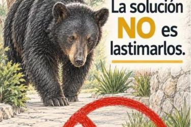 Reparten tablas con clavos para herir a osos y evitar que entren a colonia en Nuevo León