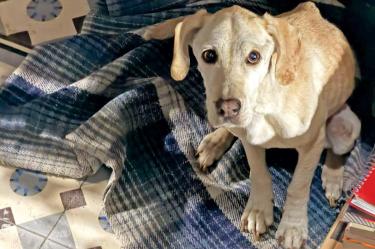 Tras denuncia de presunto abandono, aseguran a perrita en CDMX
