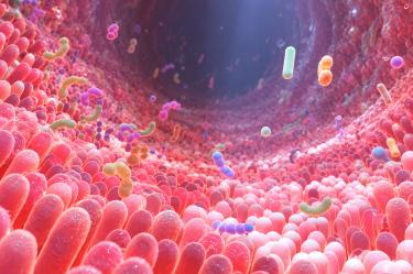 La microbiota ayuda a regular tu intestino