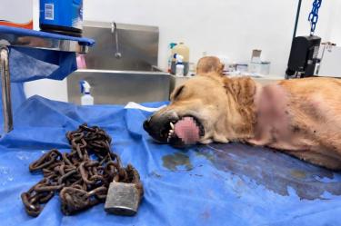 Perrito maltratado en Nuevo León.