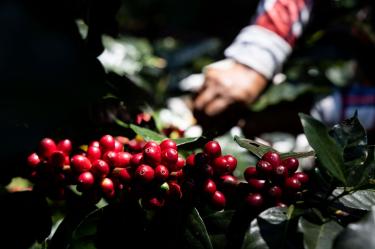 Día Internacional del Café: ¿Cuánto produce y lo que valen las exportaciones de México?