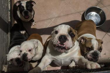 Rescatan a 48 perros bulldog de criadero clandestino