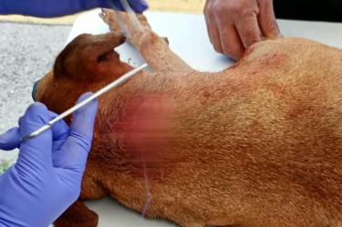 Apuñalan a perrito en el cuello en Chalco, Edomex