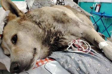 Fallece lomito que era utilizado como sparring para perros de pelea en Hidalgo