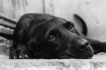 Día del Perro Negro