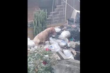 Perros abandonados en Tlalpan
