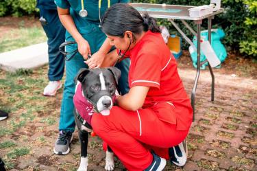 La Alcaldía Tlalpan alcanzó un histórico de más de 78 mil atenciones gratuitas para animales de compañía y comunitarios.