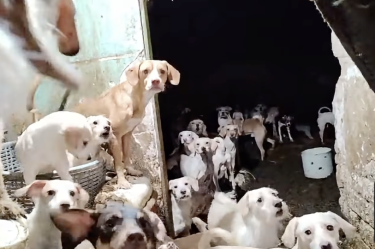 Se desconoce el paradero de perros hacinados en Iztapalapa; el dueño se los llevó