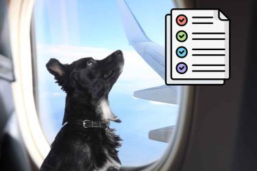 Requisitos para viajar con perro en avión o autobús en México