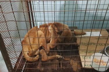 Rescatan a perro que se encontraba “casi en los huesos” dentro de fraccionamiento