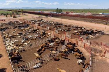 Sonora reanudó las exportaciones de ganado por Agua Prieta con un primer envío de mil 400 cabezas, informó el gobernador Alfonso Durazo. El volumen aumentará progresivamente hasta llegar a mil 500, como parte de la recuperación comercial del sector ganadero.