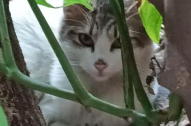 Gato abandonado en CDMX