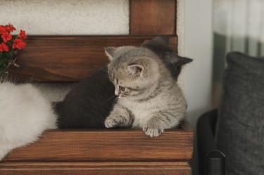 Cómo la nutrición y el refuerzo positivo transforman la relación con los gatos en los hogares mexicanos