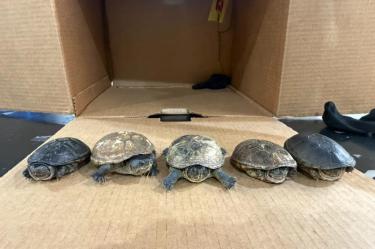 Frustran envío de 5 tortugas endémicas de México a Malasia