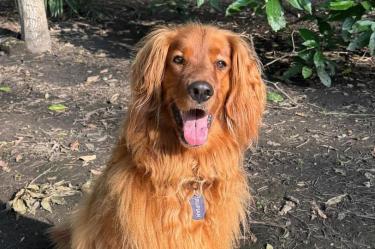 Rufián, uno de los perritos envenenados en el Parque España.