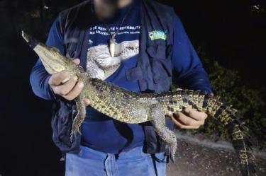 Capturan cocodrilo de casi un metro en Puebla; será rehabilitado y liberado en Chiapas