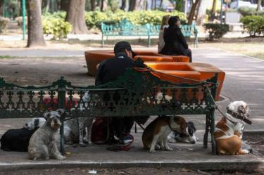 Se instalarán módulos con veterinarios en estos parques para brindar atención primaria ante cualquier emergencia.