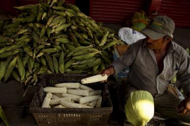 La Secretaría de Agricultura reportó un incremento interanual de 45.8% en el valor de las importaciones de granos y oleaginosas en el primer semestre de 2026, para sumar 5 mil 353 millones de dólares. En tan solo un año el precio de este alimento se elevó, un promedio de 26.1 por ciento en los supermercados, frente a 12.6 en las tortillerías.