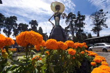 Día de Muertos: cempasúchil genera una derrama de 400 mdp anuales en México.