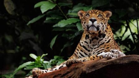 De mascota de la justa deportiva a salvar al Jaguar en la vida real
