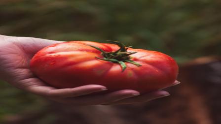 Hacer pico de gallo es un lujo: Flores advierte sobre efectos de estanflación en familias mexicanas