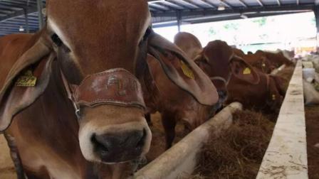 Los casos de gusano barrenador en territorio estadounidense han escalado rápidamente