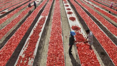 ¿Por qué bajó el precio del tomate en México y cómo impacta a la inflación?