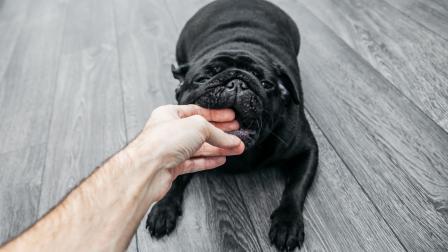 Peligro real tras una mordedura de perro, ¿qué hacer?