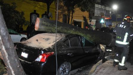 Árbol cae sobre auto de ciudadana en CDMX; exige justicia tras salvarse de milagro