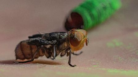 Mosca estéril contra gusano barrenador