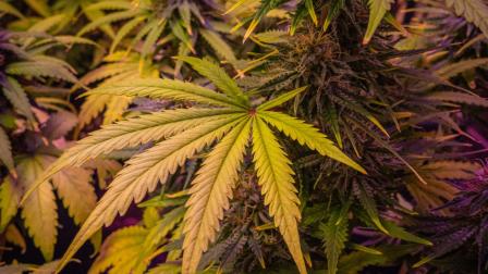 La política de drogas en México mantiene un esquema de prohibición que impide el control estatal sobre sustancias como la cannabis y derivados sintéticos. La ausencia de una legislación secundaria adecuada, pese a los mandatos de la Suprema Corte de Justicia de la Nación (SCJN) respecto al libre desarrollo de la personalidad, prolonga un mercado informal que carece de garantías sanitarias para los usuarios.

La doctora Catalina Pérez Correa, profesora Investigadora del Centro de Investigación y Docencia Económicas (CIDE), explica en entrevista con Ivonne Melgar para la Primera Emisión de Imagen Radio, las implicaciones del rezago en la regulación de sustancias y la necesidad de una política pública centrada en la salud

00:00 - Fracaso de estrategia prohibicionista mundial
02:12 - Descentralización producción grupos criminales
04:57 - México como productor de metanfetaminas
07:42 - Modelos regulatorios exitosos internacionales
10:19 - Omisión legislativa frente a decisiones judiciales





COMENTA ESTE VIDEO Y COMPARTELO CON TUS AMIGOS

Para más información entra: https://www.youtube.com/watch?v=6pLXCoJQvPE

No olvides dejarnos tus comentarios y visitarnos en 

Sitio: http://www.imagenradio.com.mx 
Facebook: https://www.facebook.com/ImagenRadio/?locale=es_LA
Twitter: https://x.com/Imagen_Mx
¡Dale like y suscríbete al canal!:  https://www.youtube.com/channel/UCB0BUmdBOrH9mYU2ebs1eWA

#imagenradio #noticiasenvivo