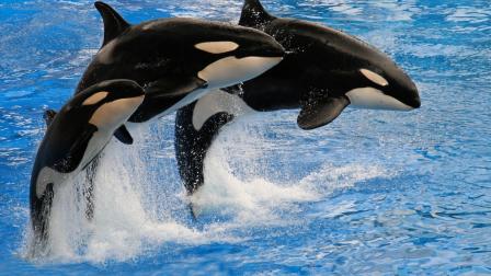 Orcas dominan a tiburones blancos en el océano: Gerardo del Villar