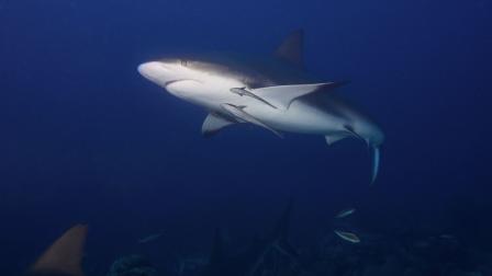 Tiburones enfrentan declive poblacional por pesca comercial y estigma cinematográfico