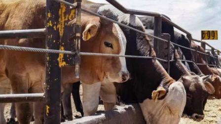 Confederación Nacional de Organizaciones Ganaderas confirma reanudación de exportaciones de ganado a Estados Unidos