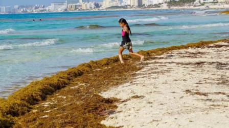 Fonatur explica protocolos de recolección de sargazo para evitar la erosión de arena en playas