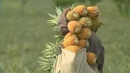 Por qué colapsó la comercialización de la piña en Veracruz