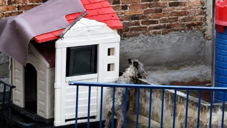Organización exige rescate de perro abandonado en Miguel Hidalgo