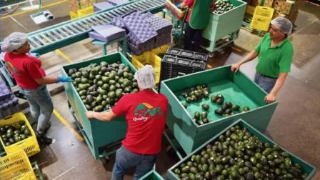 Freno a exportación de aguacate michoacano a EU