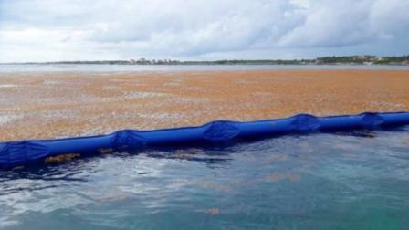 Playa del Carmen se blinda contra el sargazo