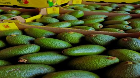 GCMA advierte crisis aguacatera por amenazas del crimen