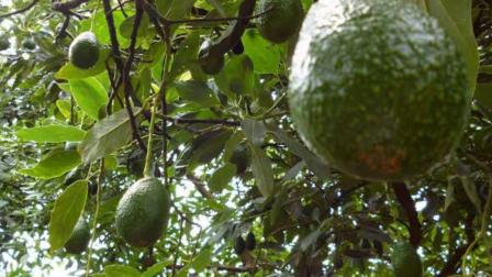 Aguacateros denuncian que freno al aguacate.