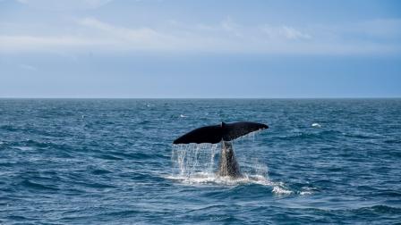 Megaproyectos de gas licuado representan amenaza para Golfo de California: Nora Cabrera