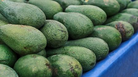 Crisis de aguacate expone falta de control en calendario de decisiones de seguridad: Vázquez Garza