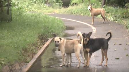 Tras cateo y rescate en albergue de Ixtapaluca, perros callejeros buscan comida entre jaulas vacías