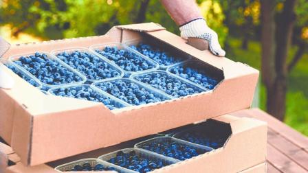 GCMA advierte contracción en superávit agroalimentario de México