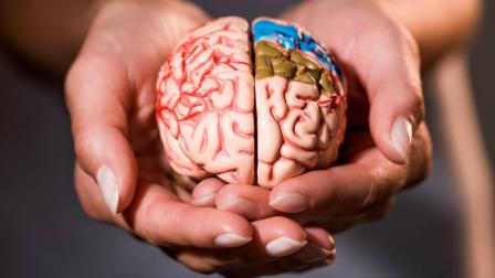 CEREBRO HUMANO