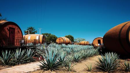 Altitud y fermentación distinguen complejidad del tequila: Herrera Ortega