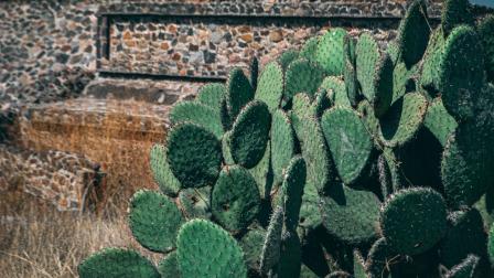 Producción de nopal en Ciudad de México supera 164 mil toneladas: Peña Fuentes