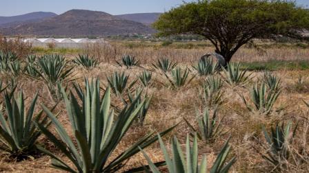 Certificación orgánica abre nuevos mercados globales para el tequila: Ecocert
